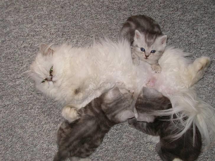 Perser Luna (¤ R.I.P ¤) - her ligger jeg med mine 3 dejlige killinger-fra sidste kuld. billede 1