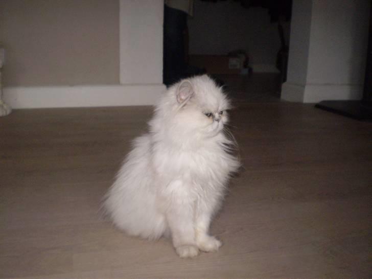 Perser Luna (¤ R.I.P ¤) billede 2