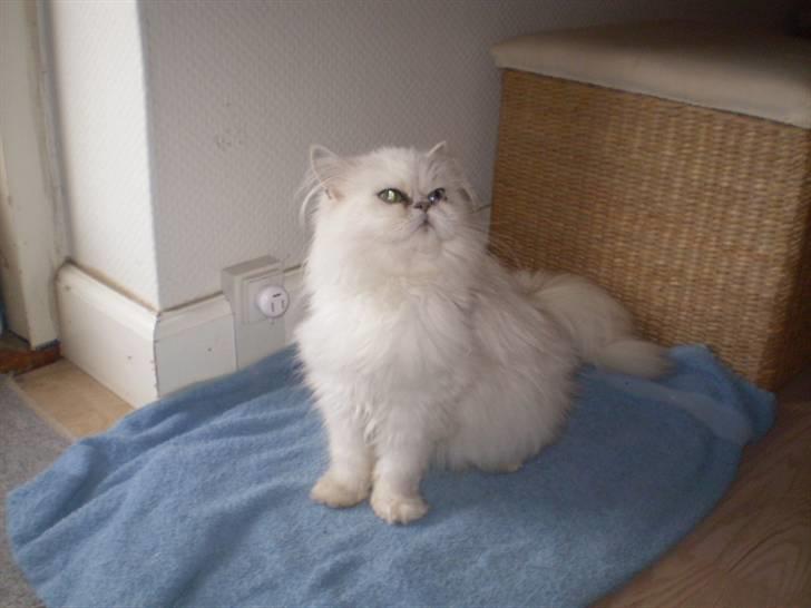 Perser Luna (¤ R.I.P ¤) billede 3