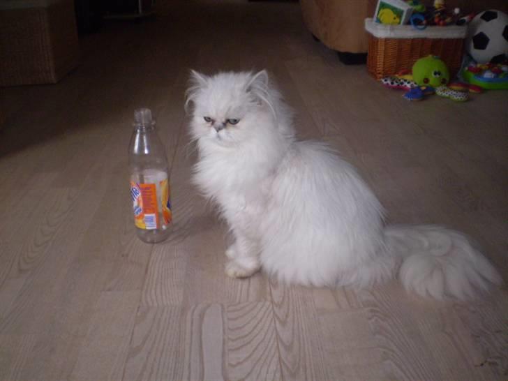 Perser Luna (¤ R.I.P ¤) billede 4