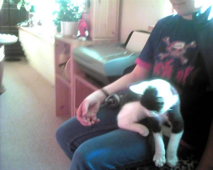 Blanding af racer trunde billede 1