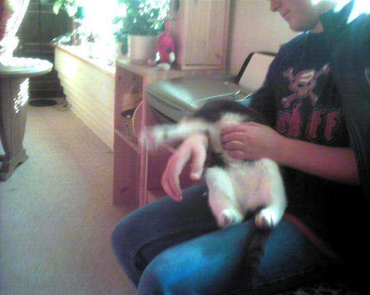 Blanding af racer trunde billede 2