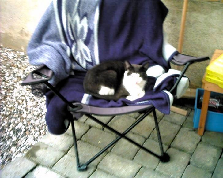 Blanding af racer trunde billede 3