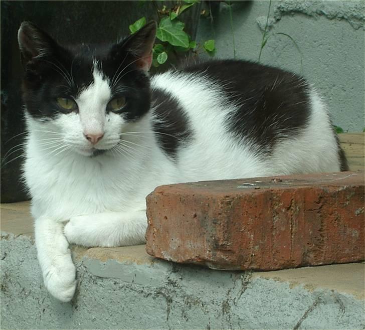 Huskat Plet billede 18