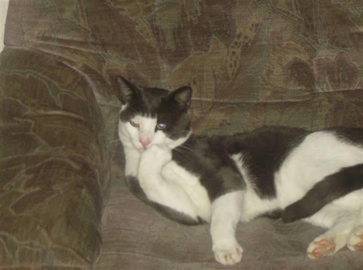 Blanding af racer trunde billede 4