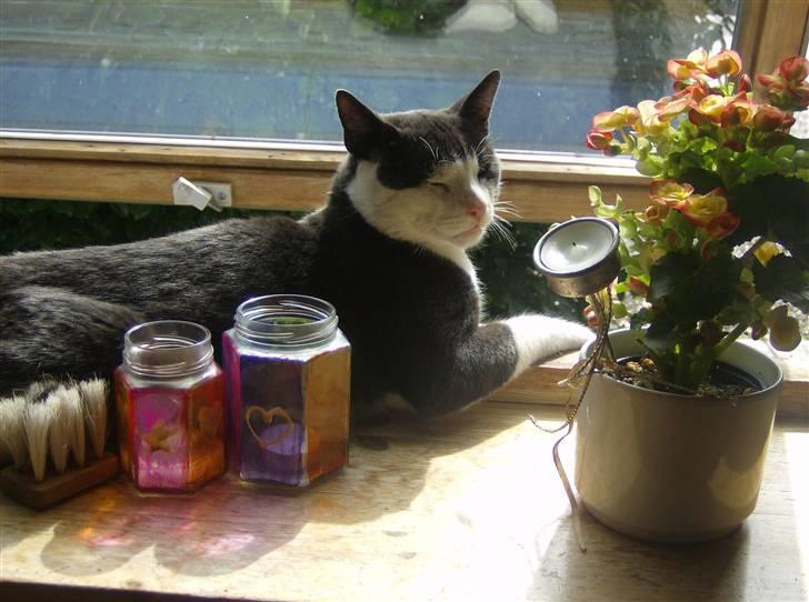 Blanding af racer trunde billede 5