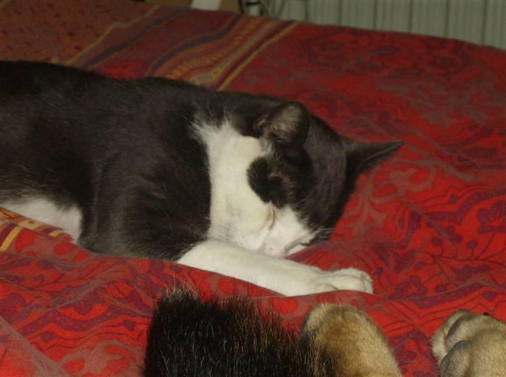 Blanding af racer trunde billede 6