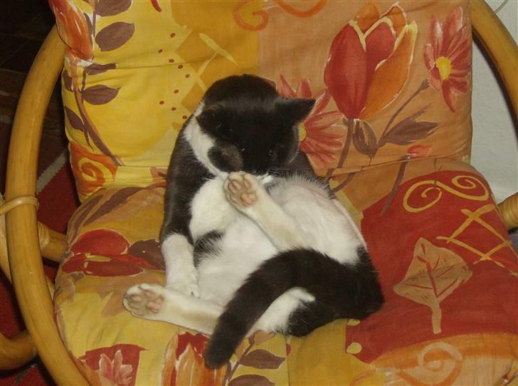 Blanding af racer trunde billede 7