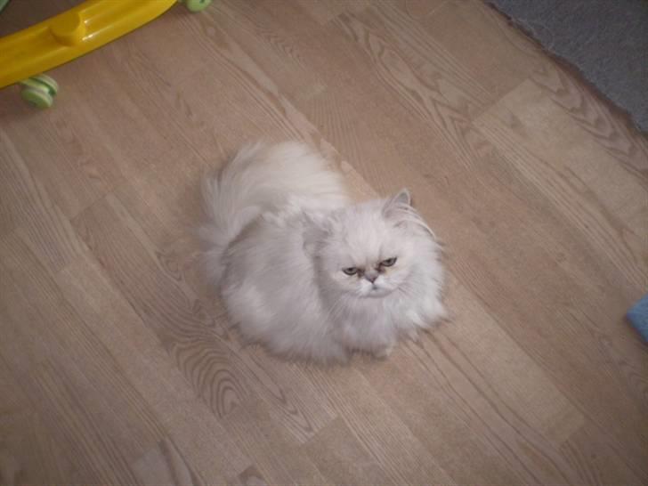 Perser Luna (¤ R.I.P ¤) billede 5