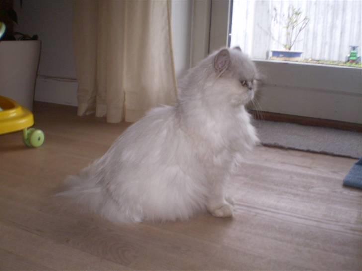 Perser Luna (¤ R.I.P ¤) billede 6