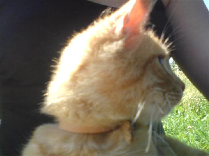 Blanding af racer Garfield - fået øje på en sommerfugl :b i sku ha set hans sjove hop da han fangede den :) billede 14