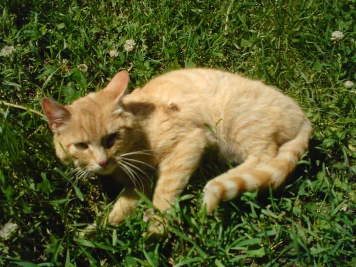 Blanding af racer Garfield - ligger og nyder solen :b og mæt efter at ha ædt sommerfuglen ? billede 15
