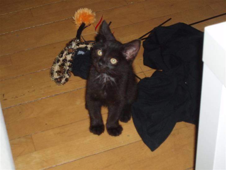 Huskat Jack - Hva skal jeg nu lige give mig til... ??? billede 9