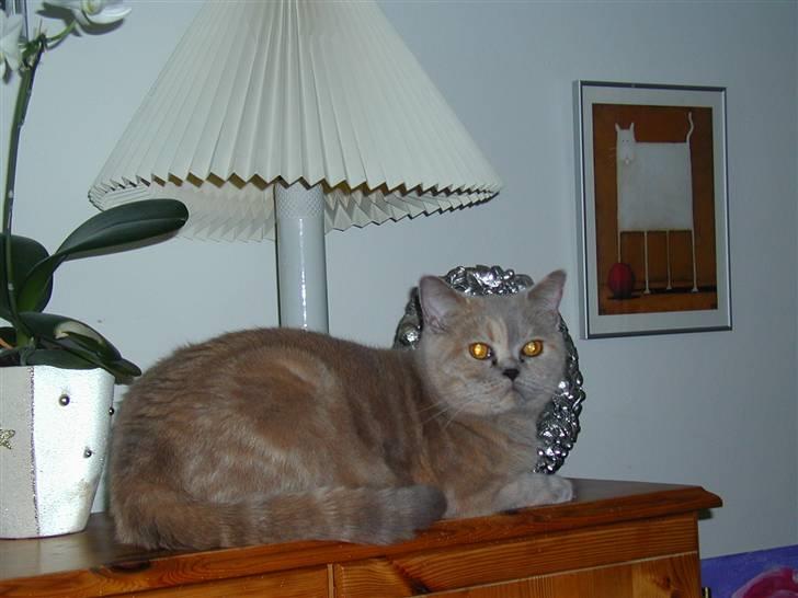 British Shorthair charlott billede 9