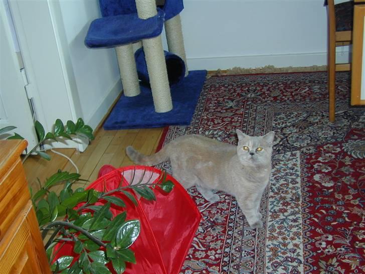 British Shorthair charlott billede 10