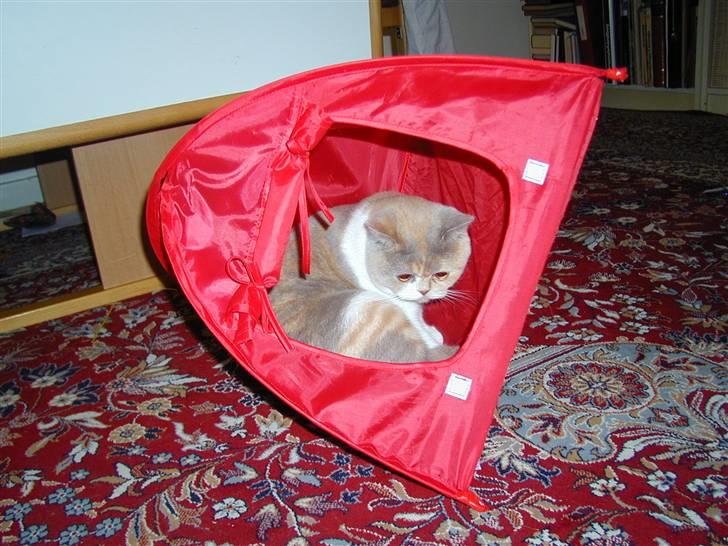 British Shorthair GODTEN  RIP 12/4-2010 billede 8