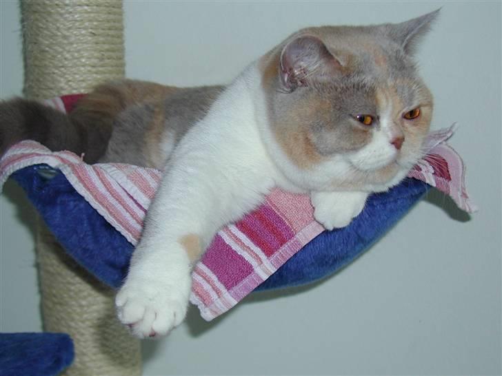 British Shorthair GODTEN  RIP 12/4-2010 billede 9