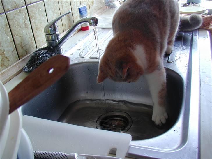 British Shorthair GODTEN  RIP 12/4-2010 billede 10