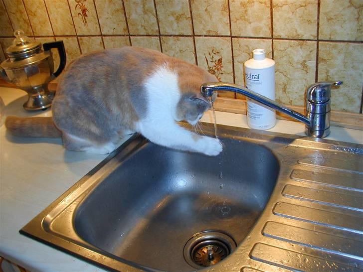 British Shorthair GODTEN  RIP 12/4-2010 billede 11