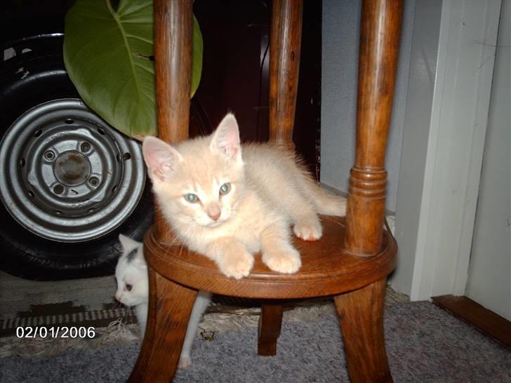 Huskat Vento - Ligger lige og putter lidt..! billede 1