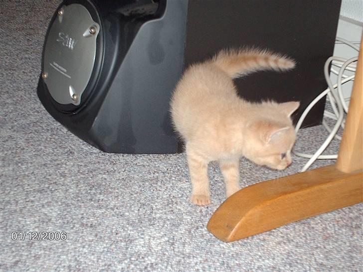 Huskat Vento - He he gemmeleg...! billede 2