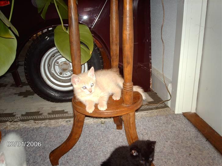 Huskat Vento - Det er bare mit ynglings sted... c,") billede 3