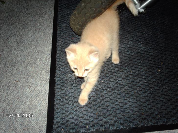 Huskat Vento - Vento 7 uger gammel.. billede 4