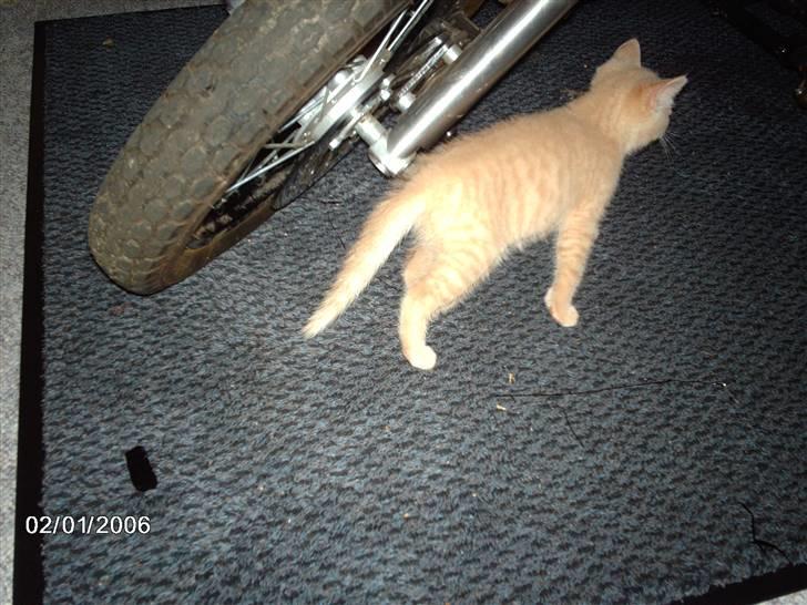 Huskat Vento - Så stikker jeg sku´ af... c,") billede 5