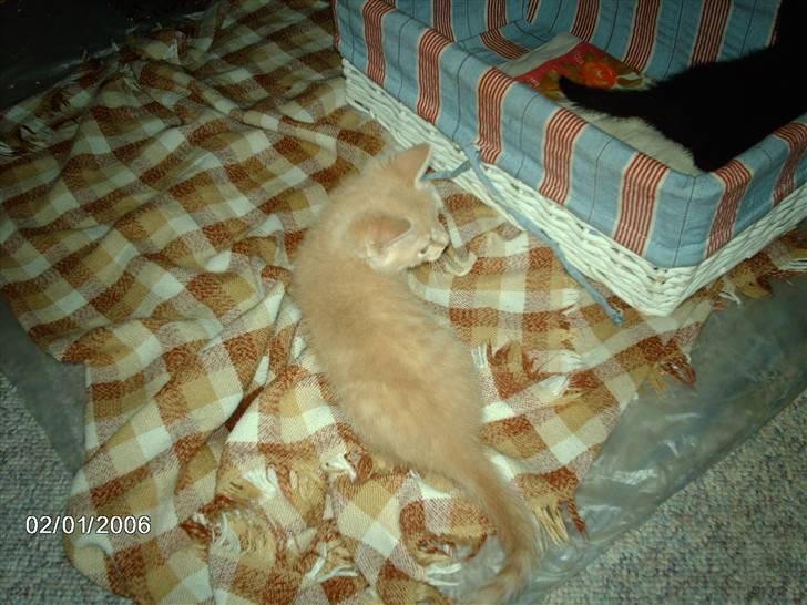 Huskat Vento - Ska´ vi ikke nok lege igen.....? billede 6