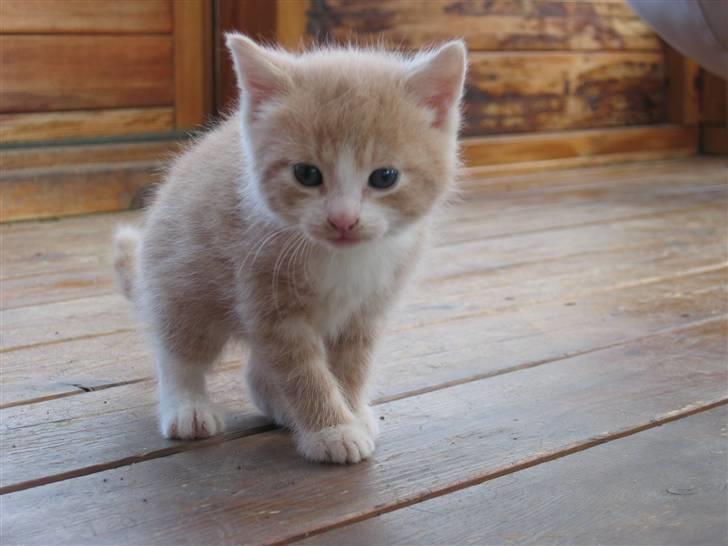 Blanding af racer Emil billede 1