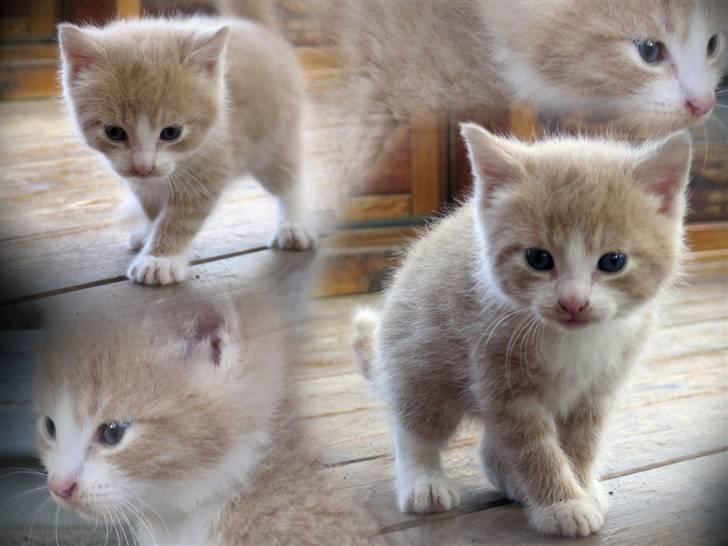 Blanding af racer Emil billede 2