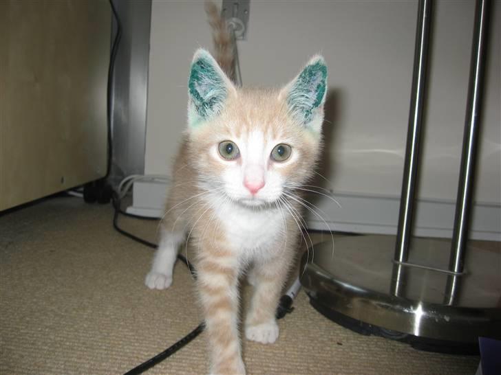 Blanding af racer Emil billede 3