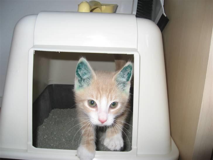 Blanding af racer Emil billede 4