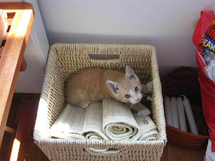 Blanding af racer Emil billede 5