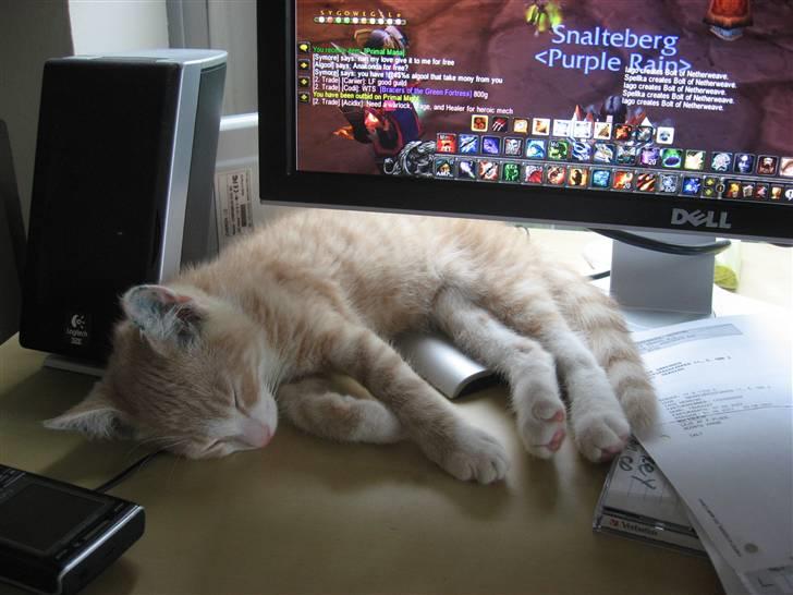 Blanding af racer Emil billede 6