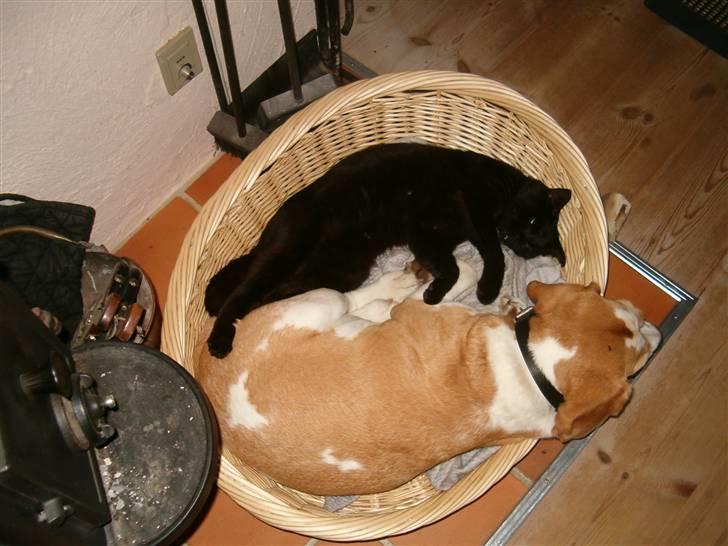 Blanding af racer Johnny - Johnnys far Jalle (katten, hehe) og Jalles bedste ven Klavs (Beaglen)  :) billede 15