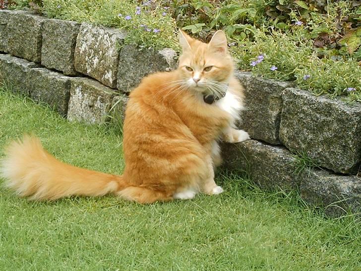 Norsk Skovkat Opasia - Ja jeg ved det. Åh. billede 1