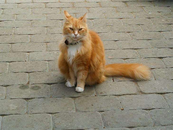 Norsk Skovkat Opasia - Tag nu det billede, de er kolde.  billede 2