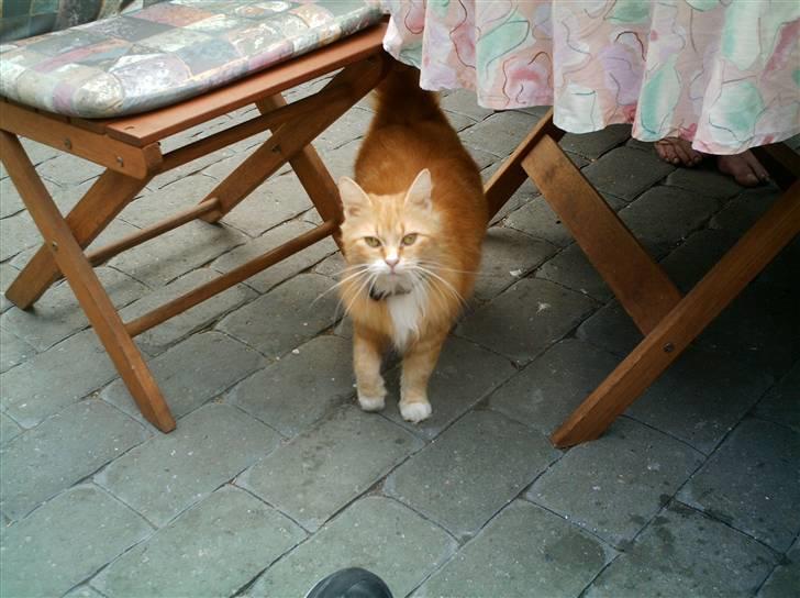 Norsk Skovkat Opasia - Hov stod du der!? øh.. jeg laver da ikke noget under bordet. Som om at jeg kunne finde på at spise madrester!? måske andre katte men ikke mig, jeg øhh kigger bare efter min fine guldbold. billede 3