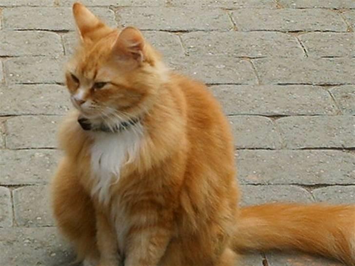 Norsk Skovkat Opasia - Sig når det virker!... -gad vide om Mr G skal noget senere, han er sådan en flot fyr. Bare synd han ikke har nogen kugler. hmm.. Måske Bastian skal noget så? må gå over og kigge ved ham, han har boller og er en kæmpe stor tiger, og rød og hvid miav! billede 4