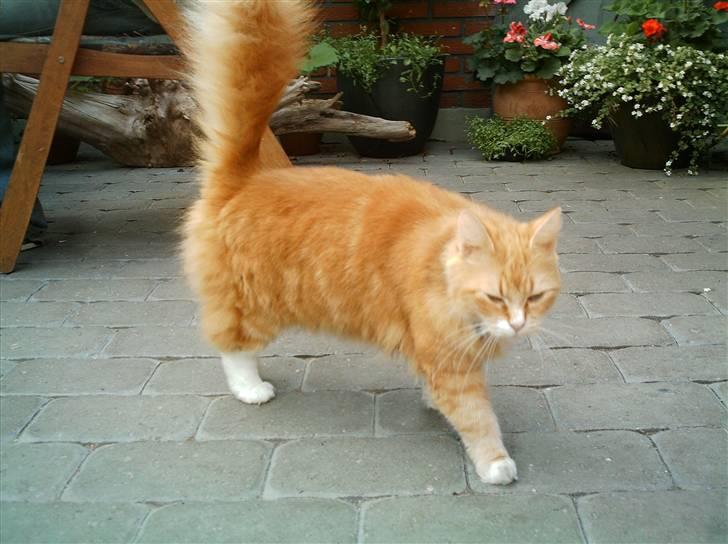 Norsk Skovkat Opasia - Jeg gider ikke det her fis mere. Jeg skal friseres billede 5