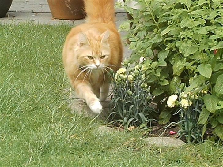 Norsk Skovkat Opasia - Det her virker altid på fyrene når jeg går som en model (som jeg desuden jo er!). Den ene fod, kryds ind foran den anden. Tag billedet nu mens jeg går imod dig så alle hanmisserne på kattegalleri kan se mine stænger billede 6