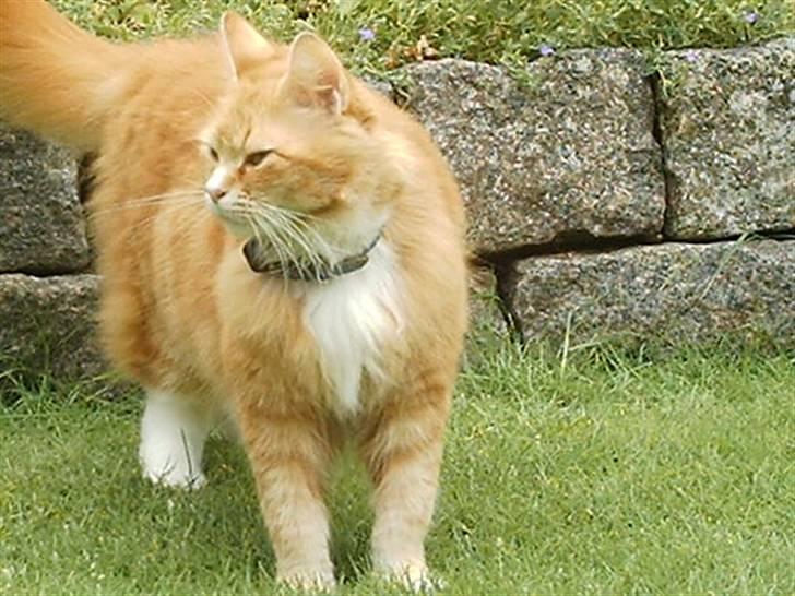 Norsk Skovkat Opasia - Ja tag billedet sådan her med flot baggrund. Grøn fremhæver min flotte røde farve. -Hov hvem var den lækkerbidsken, var han perser?  billede 7