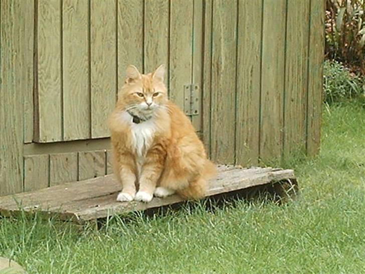 Norsk Skovkat Opasia - Ser jeg godt ud på den her mini pedestal??  billede 8