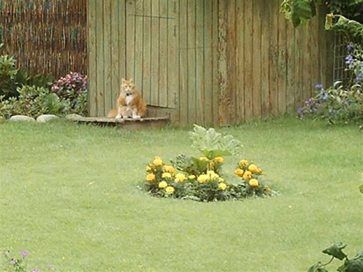 Norsk Skovkat Opasia - Ikke så langt væk! billede 9