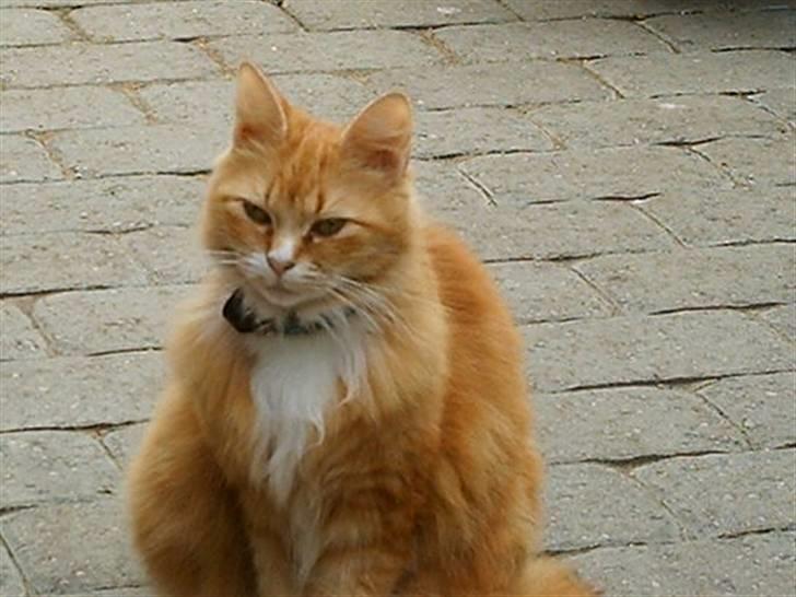 Norsk Skovkat Opasia - Kan du få kameraet til at virke? jeg gider altså ikke fryse min numse på de her sten billede 10