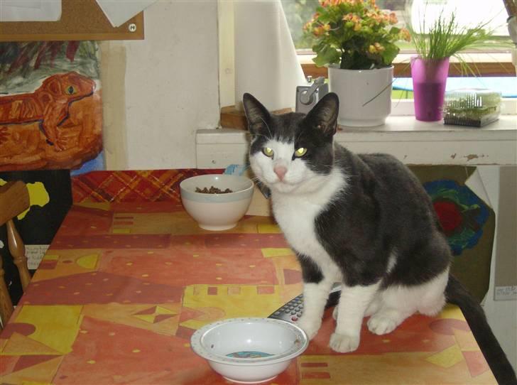 Blanding af racer trunde billede 8