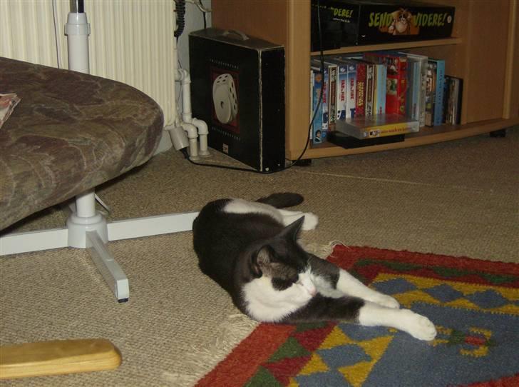 Blanding af racer trunde billede 9