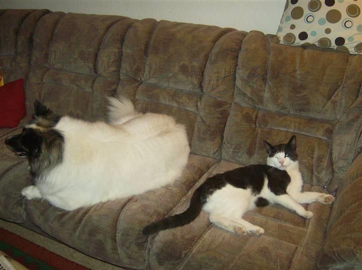 Blanding af racer trunde billede 10