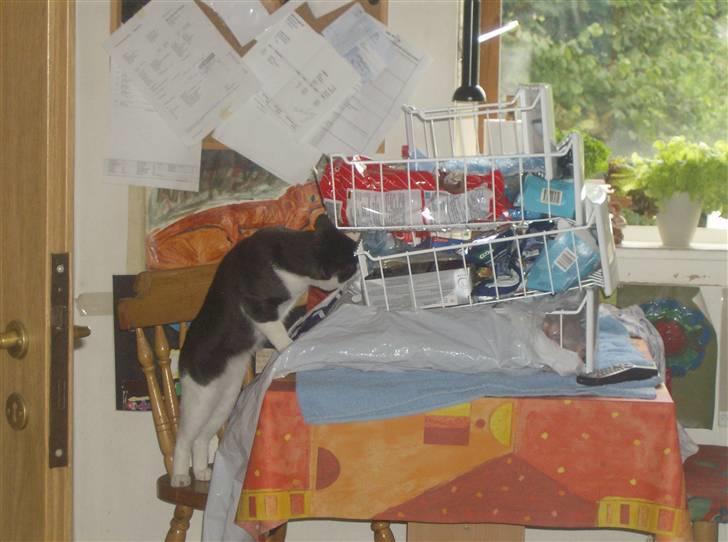 Blanding af racer trunde billede 11